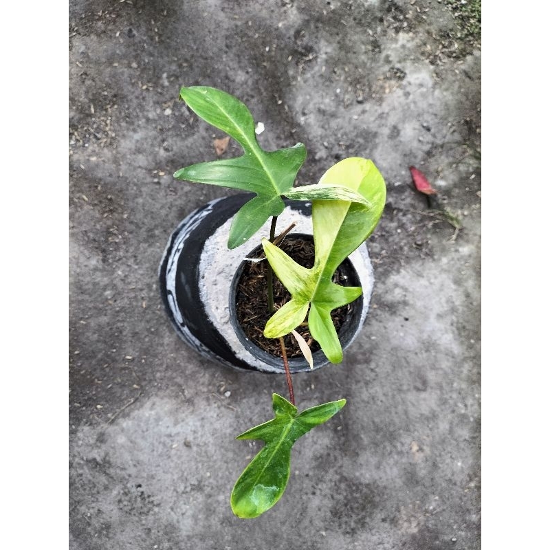 FLOBE (Florida Beauty)