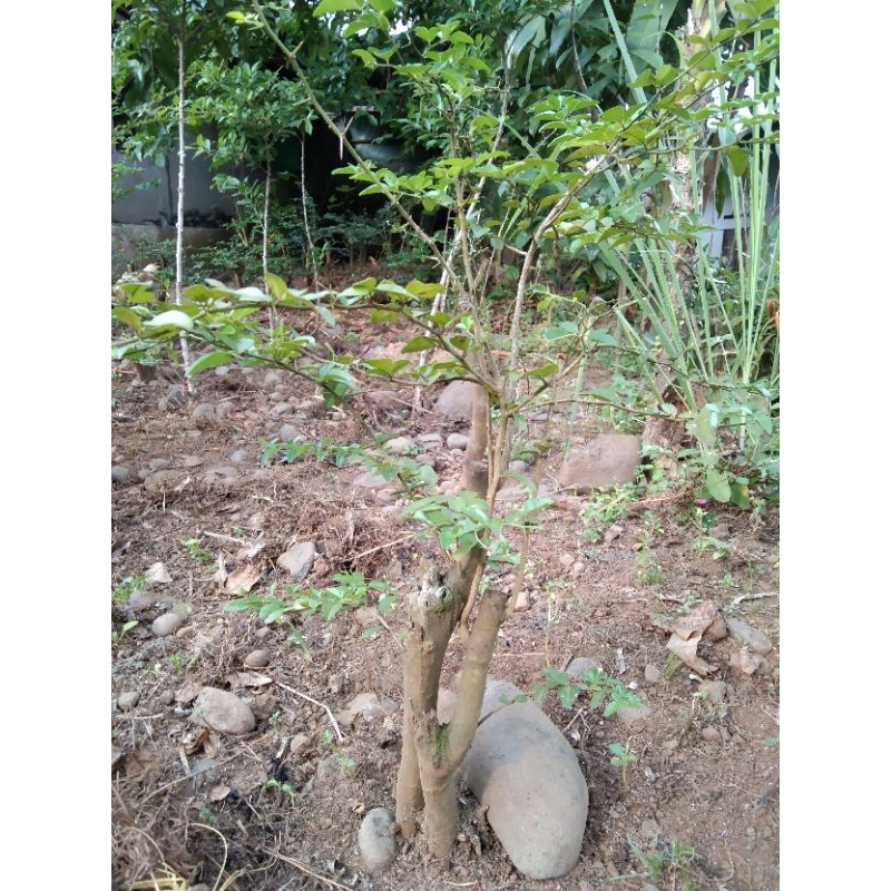 bahan bonsai jeruk kingkit batang besar