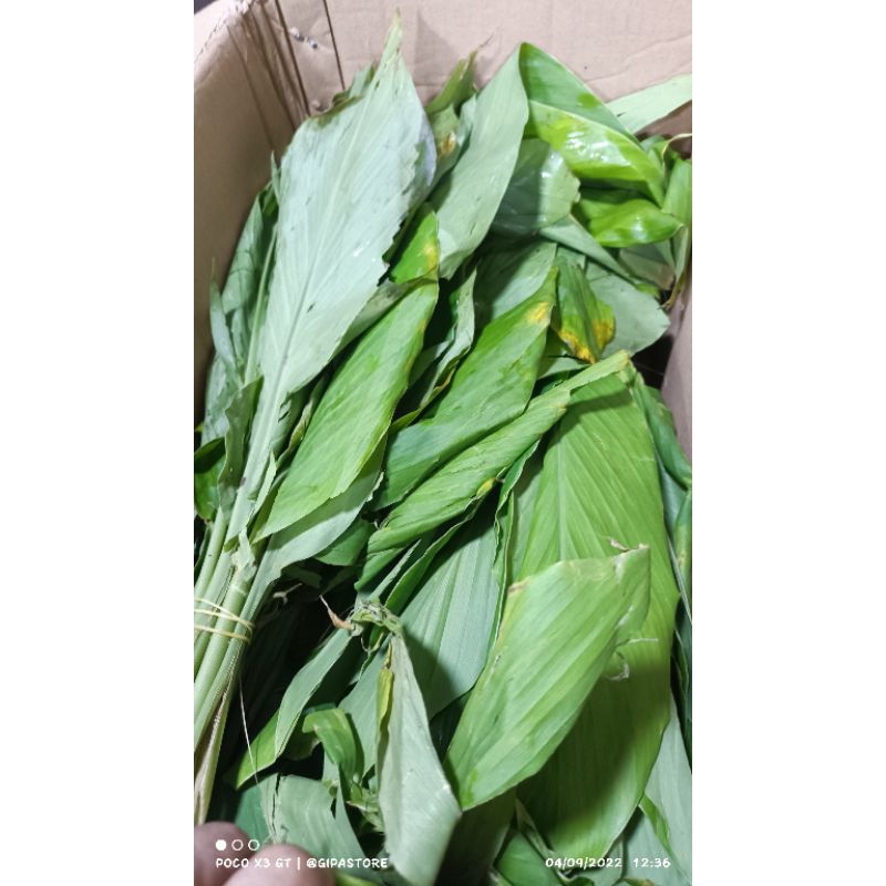 

Daun Kunyit segar 500gram