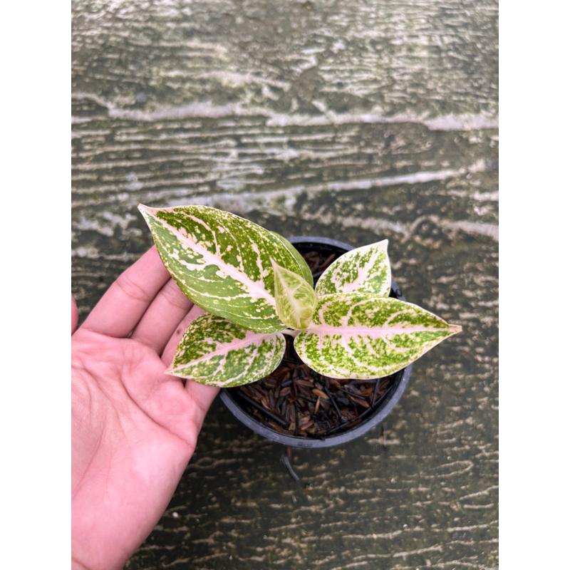 Aglaonema Mutiara