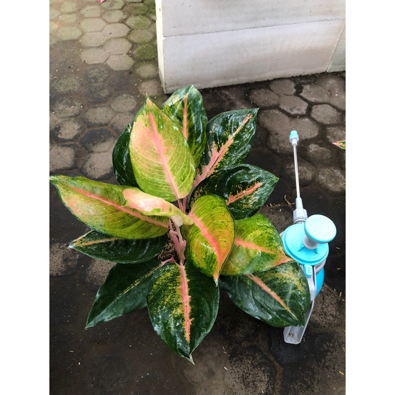 Aglaonema Kochin pelangi rumpun 2