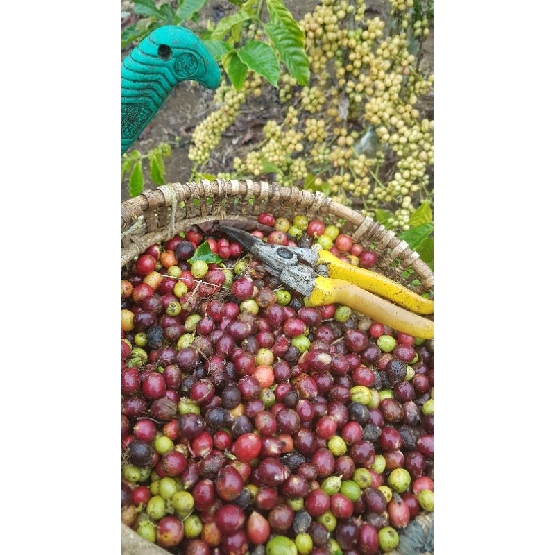 

biji kopi robusta