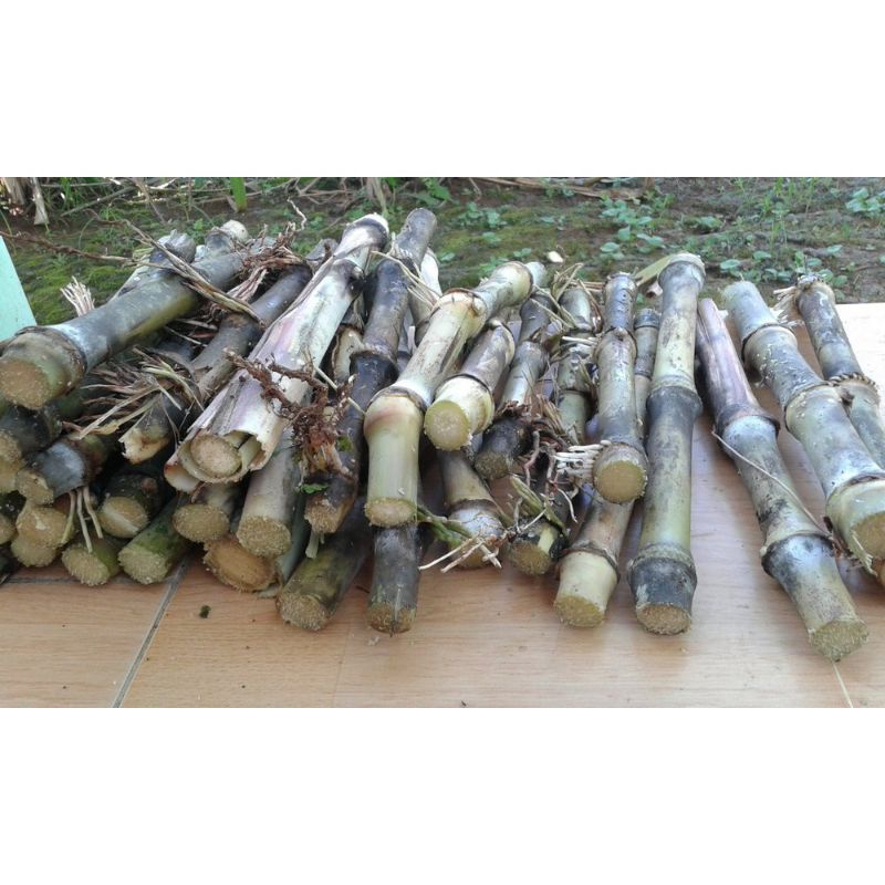 bibit stek terubuk telor tebu murah