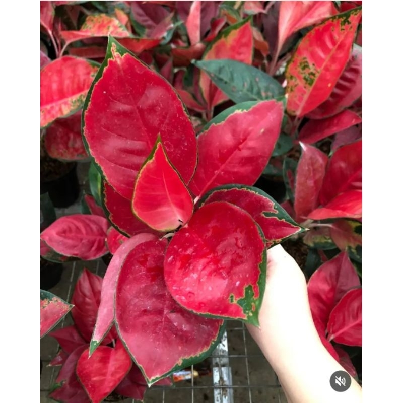 Aglonema Suksom Jaipong Merah Kulture Tanaman Hias Aglonema Aglaonema Murah Merah BUKAN BONGGOL Aglo