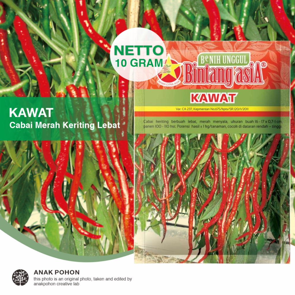 (1 PACK) Benih Cabe Merah Keriting KAWAT Cabai Keriting Pedas Lebat Seeds - Bintang Asia - 10 GRAM