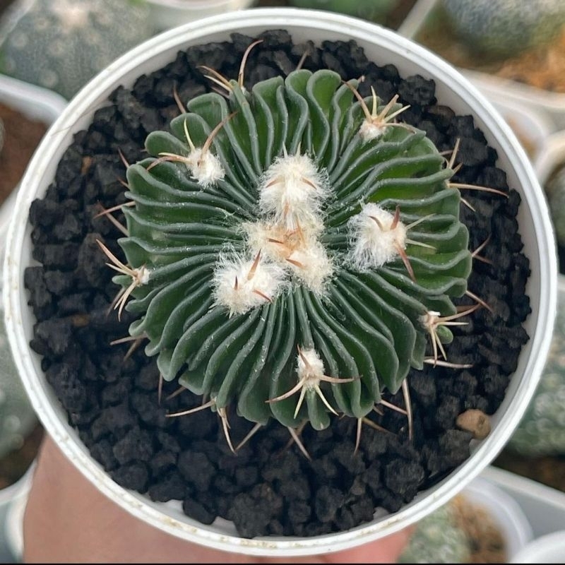 Kaktus Ownroot Stenocactus Sleding Free Pot 8cm