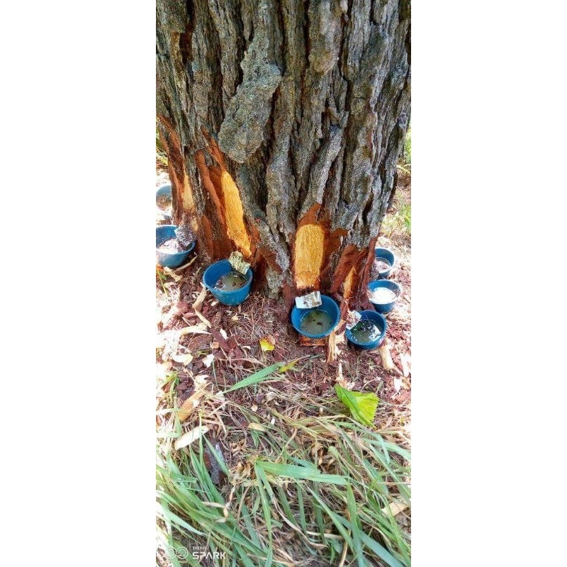 Getah Pinus atau Resin Pinus 1kg/1000 gram terlaris.