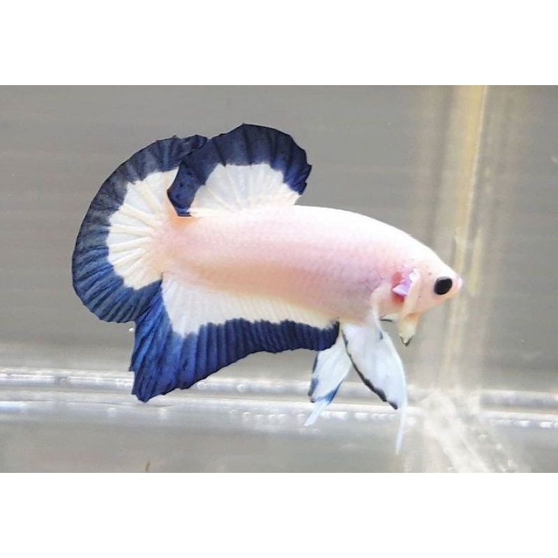 Blue Rim Bahanan Import Thailand