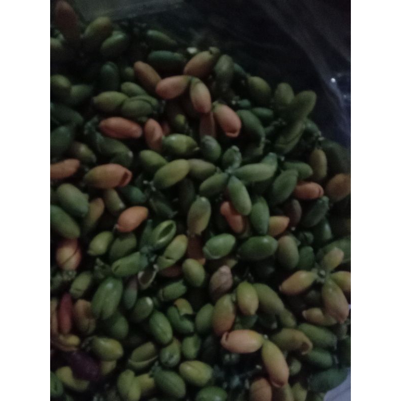 

kulit tangkil kuning mentah