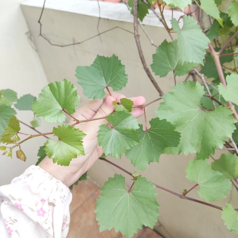

Daun Anggur Fresh Daun Anggur Segar Organik Herbal