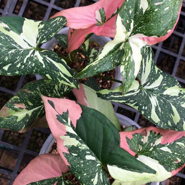 singonium redspot tricolor