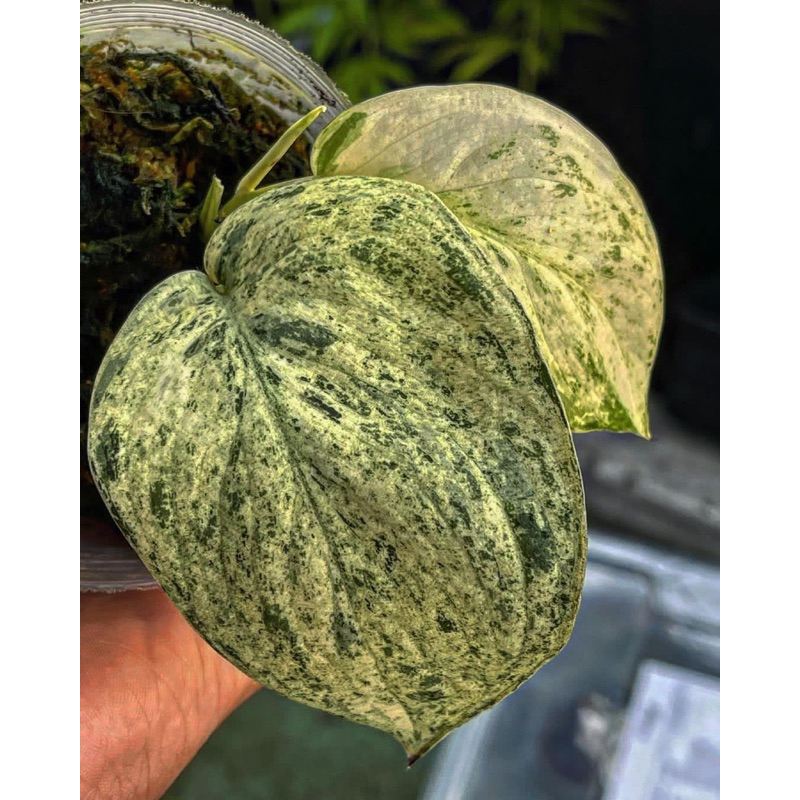 scindapsus jadesatin varigata mint