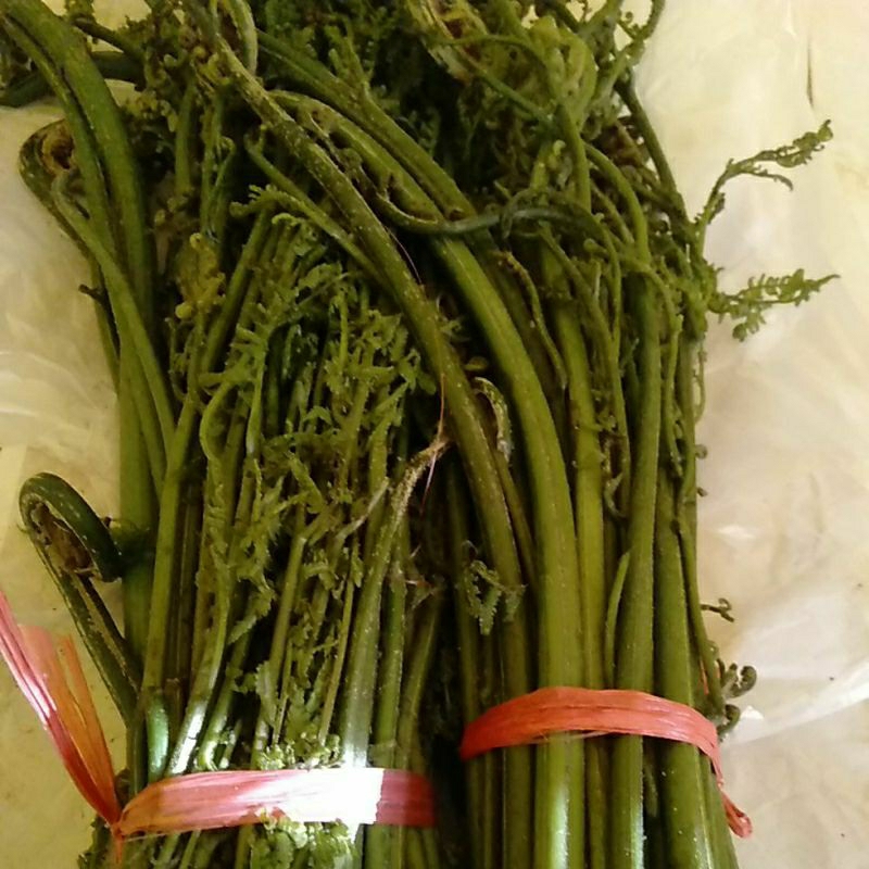

Sayur Pakis segar