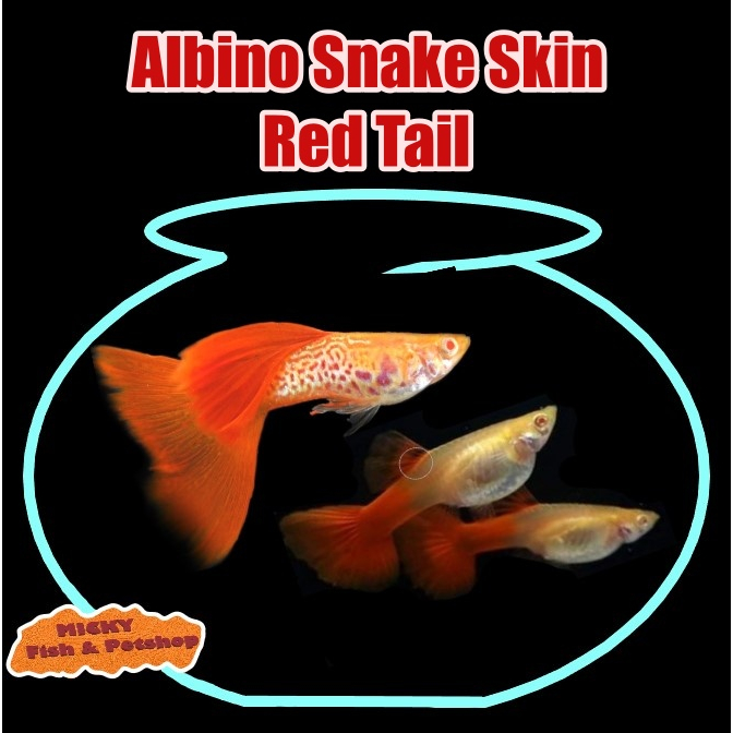 TRIO Guppy Albino Snake Skin Red Tail 1 Jantan 2 Betina Grade INDUKAN