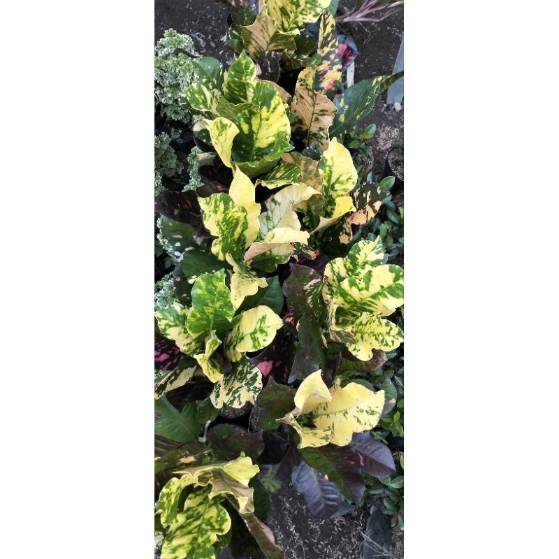 puring oscar jumbo tanaman hias murah