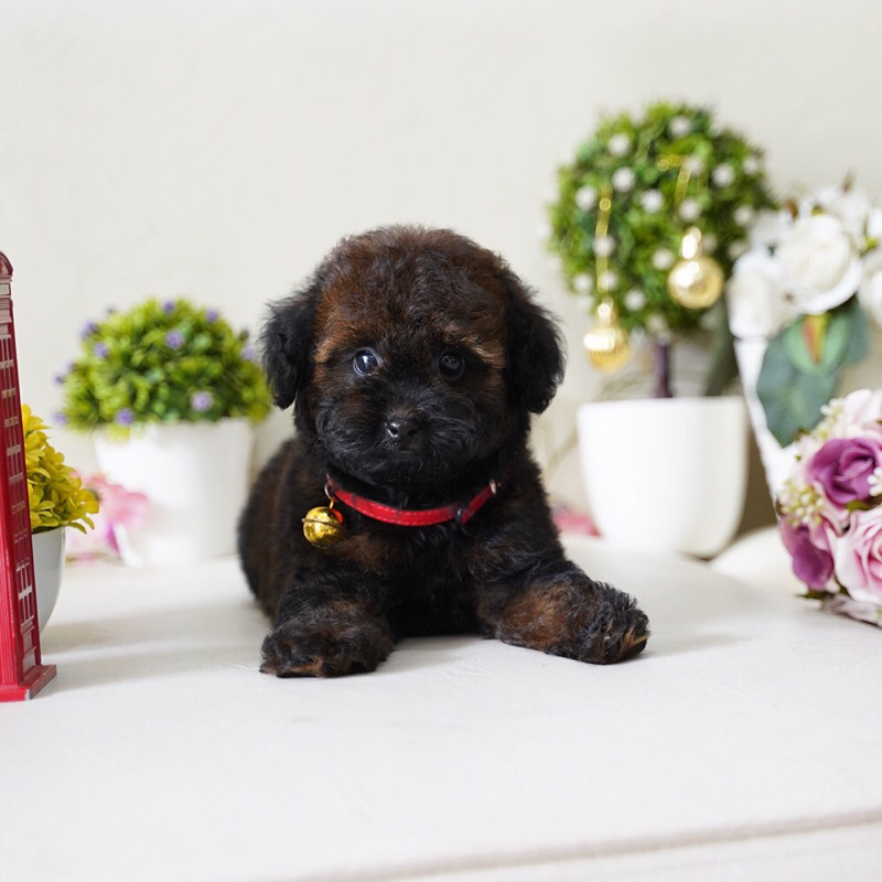 Tiny Toy Poodle Puppy Sable Phantom Black Mismark Unik