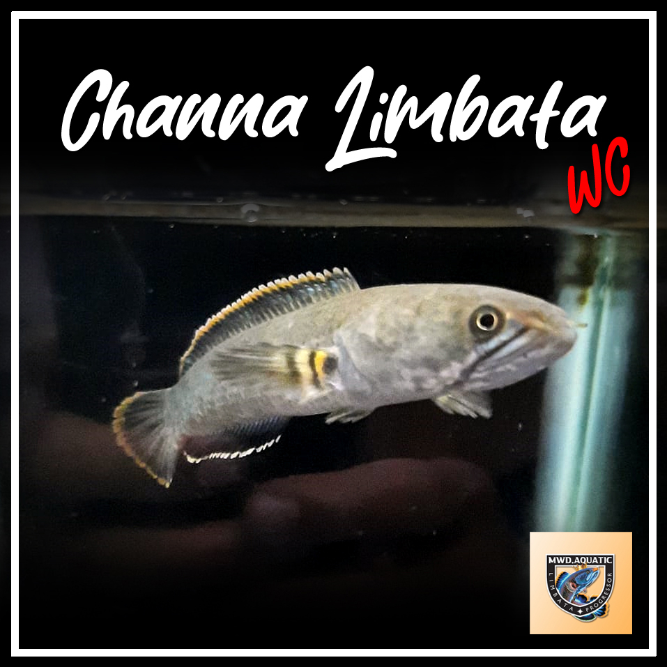 Limbata Liar, Rim Kuning, orange