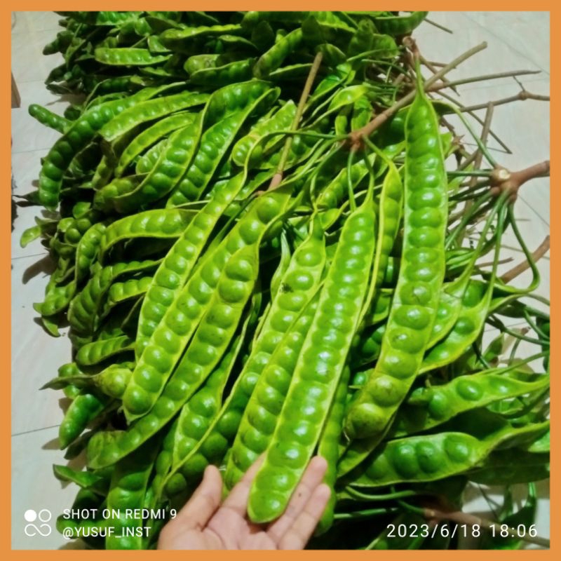 PETE SEGAR SUPER PERLONJOR ATAU PERPAPAN