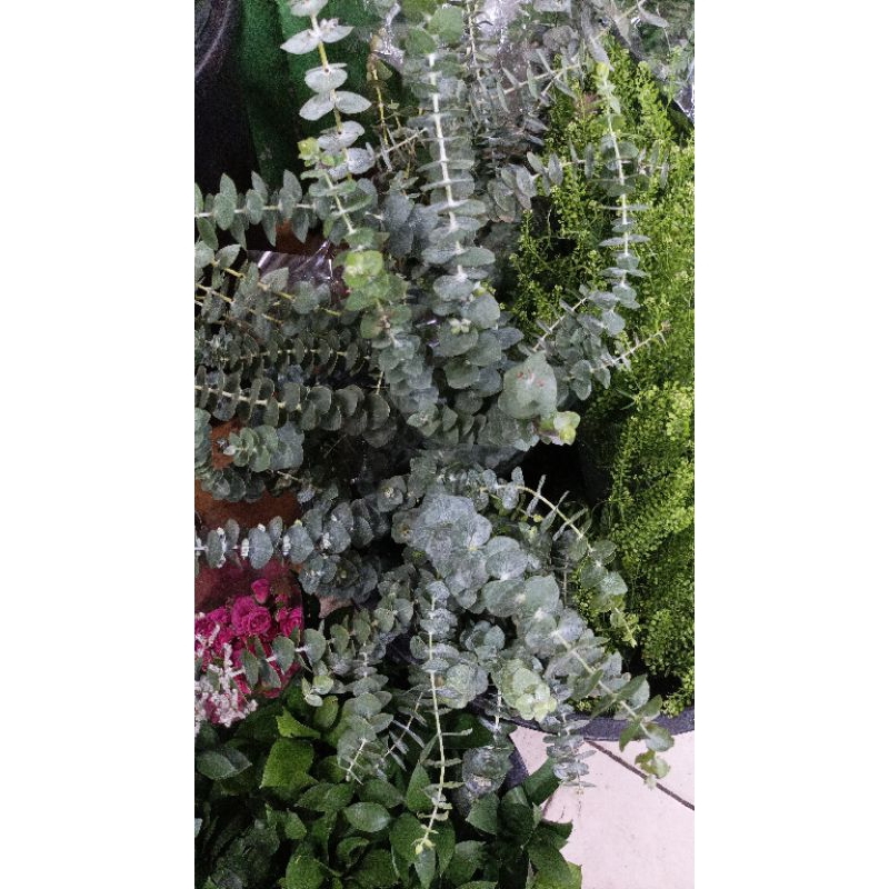 daun silver dollar (daun potong segar jakarta)