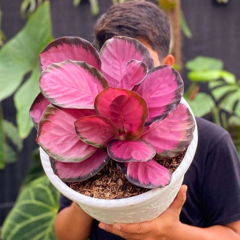 Calathea Crimson Super Pink import rawatan mulus no defect real pict
