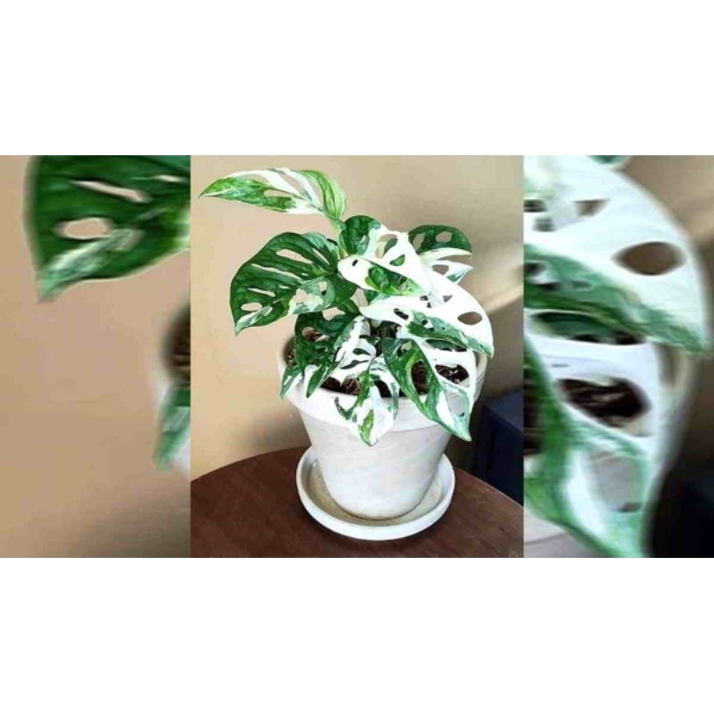 monstera adansonii janbol japan