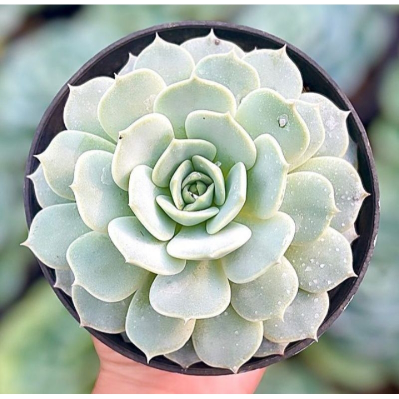 Sukulen Echeveria Lola