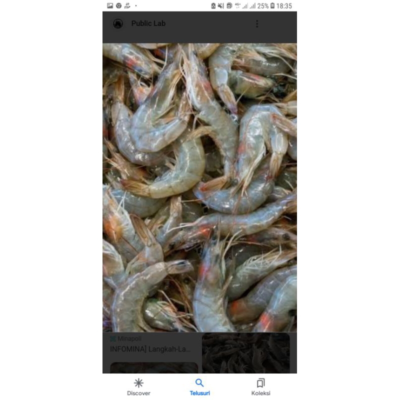 

udang sedang segar 1/4kg