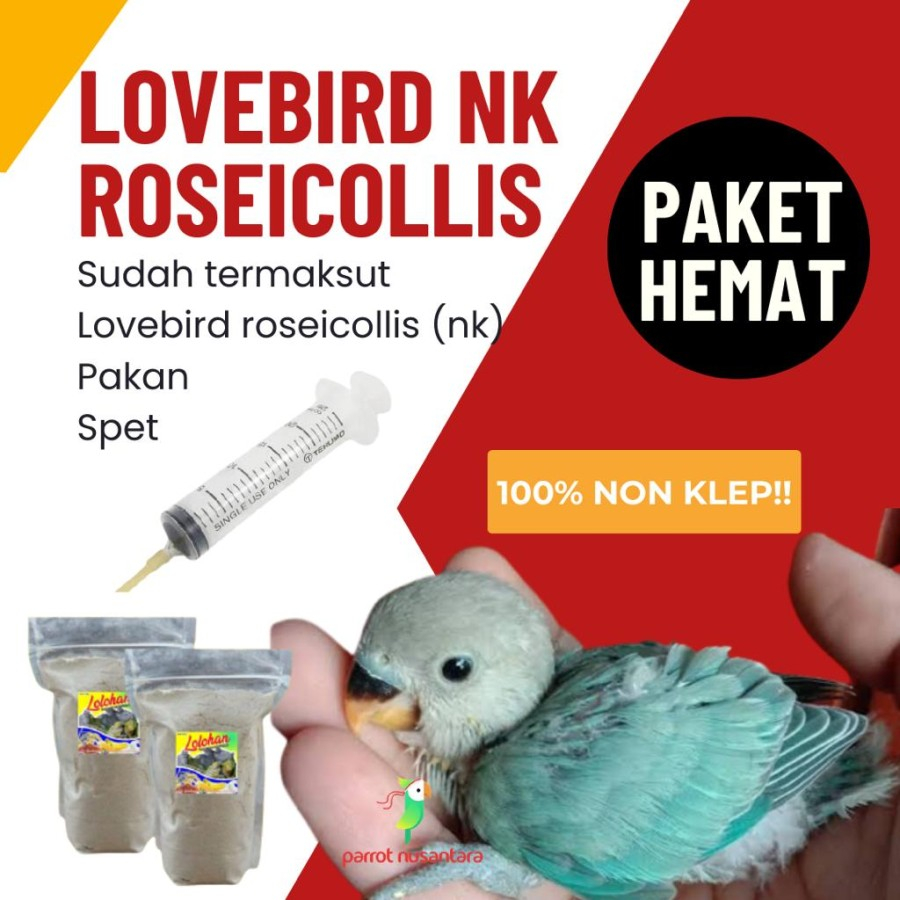 paket lovebird non klep rosecollis lolohan lucu murah dan sehat