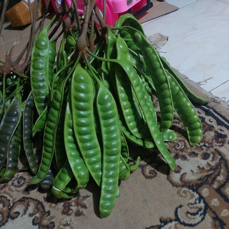 

PETE padi , pete segar per 5 papan atau 5 lonjor