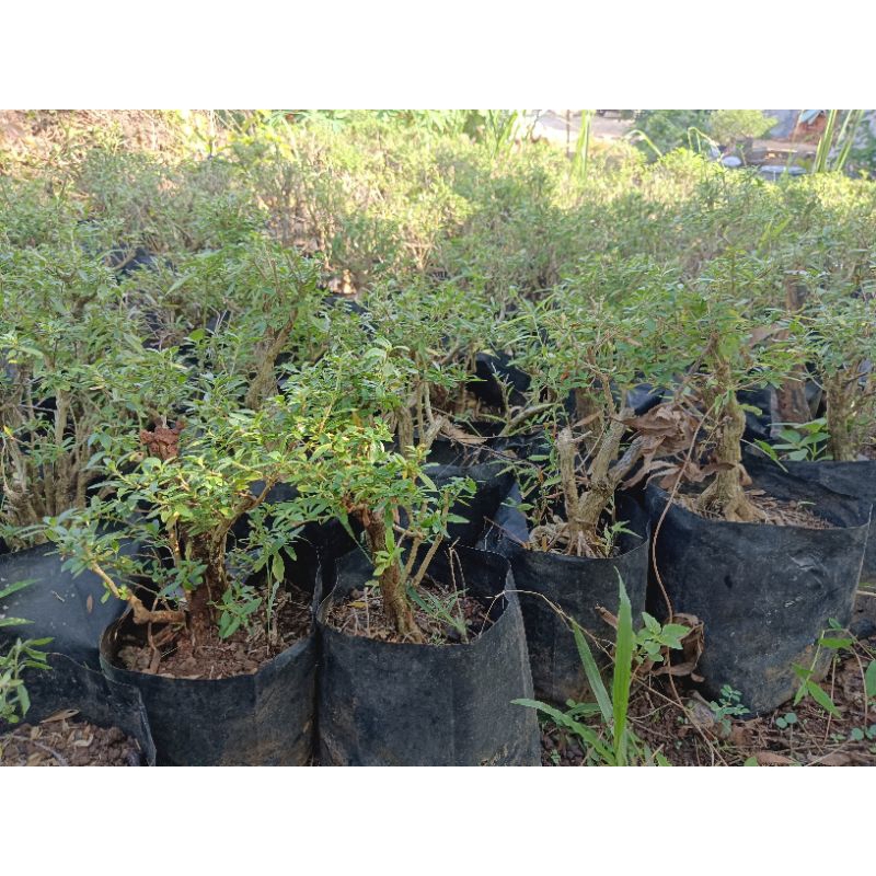 seribu bintang lokal 50 rb dapat 5 pohon