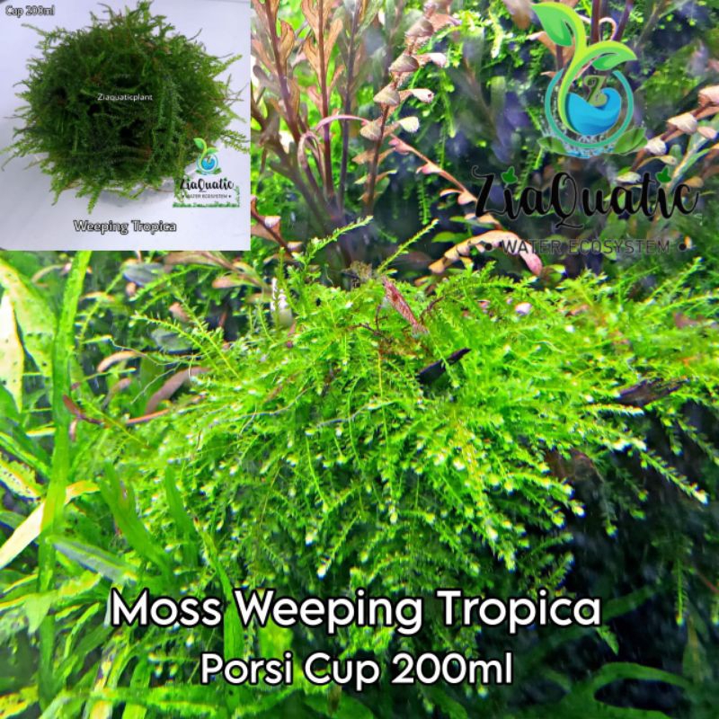 Moss Weeping Tropica Original Porsi Cup 200ml - Tanaman Aquascape Aquarium Lumut