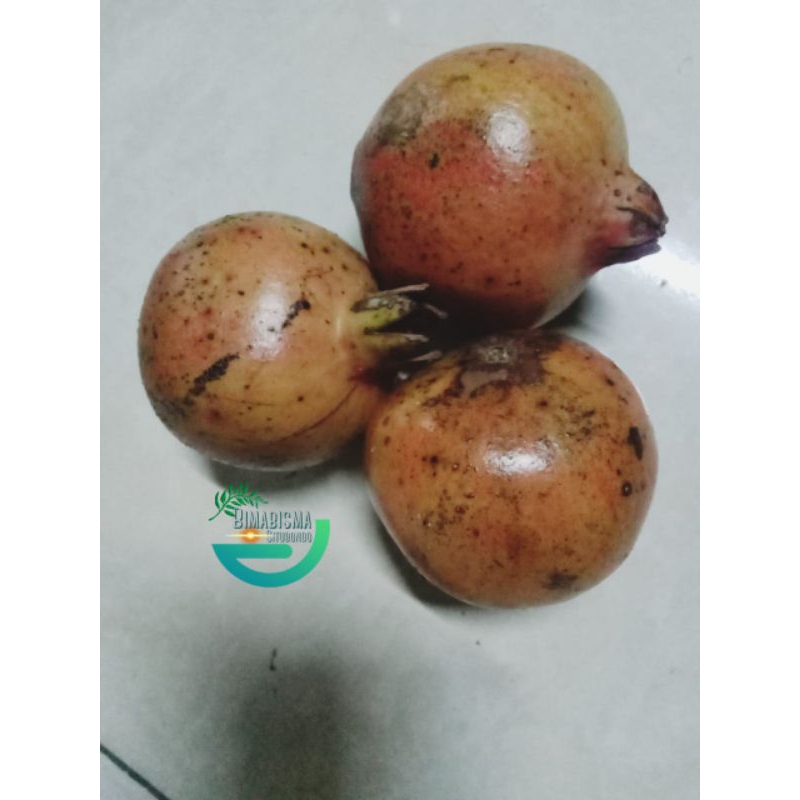 

Buah Delima Merah Lokal 1kg