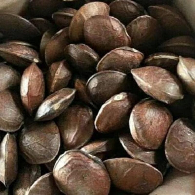 10 BUTIR BIJI/BENIH KACANG SACHA INCHI