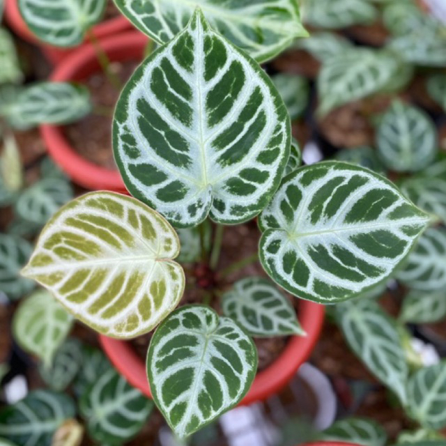 Anthurium Dorayaki Mangkok