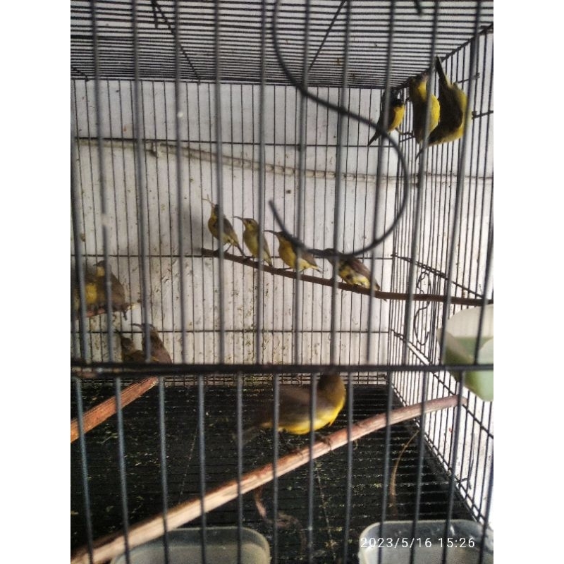 burung sogon metalik, metatol