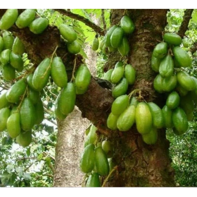 

BELIMBING WULUH BELIMBING SAYUR FRESH