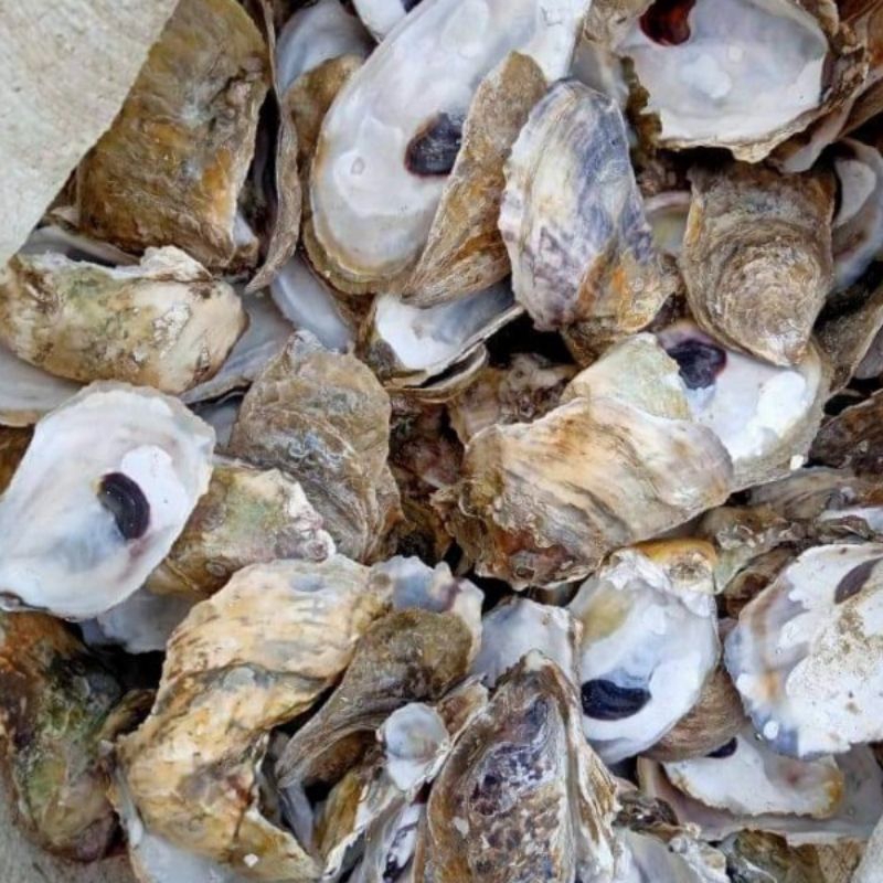 kerang oyster kulit kerang tiram karungan 10kg