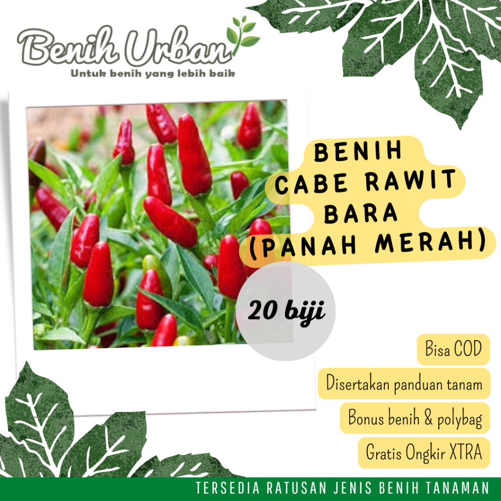 Benih Bibit Cabe Rawit Pedas (BARA) F1