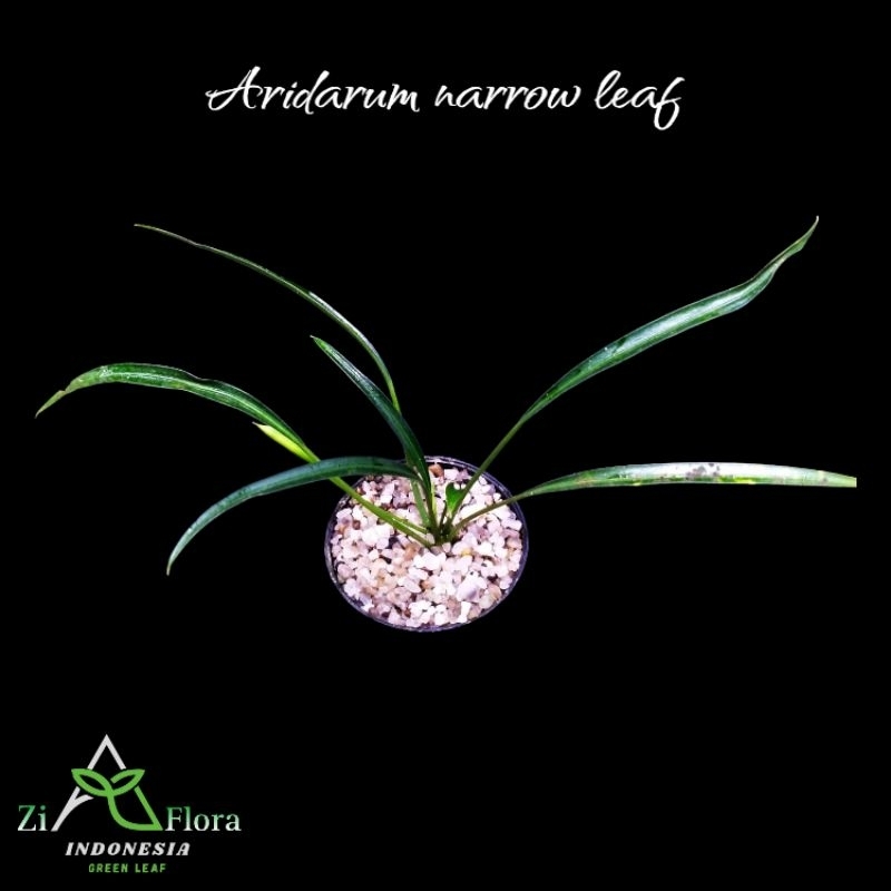 aridarum narrow"leaf"-tanaman hias/paludarium/terrarium/jungleplant/indoorplant