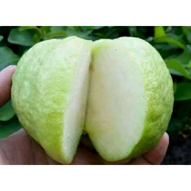 

jambu kristal manis/garing
