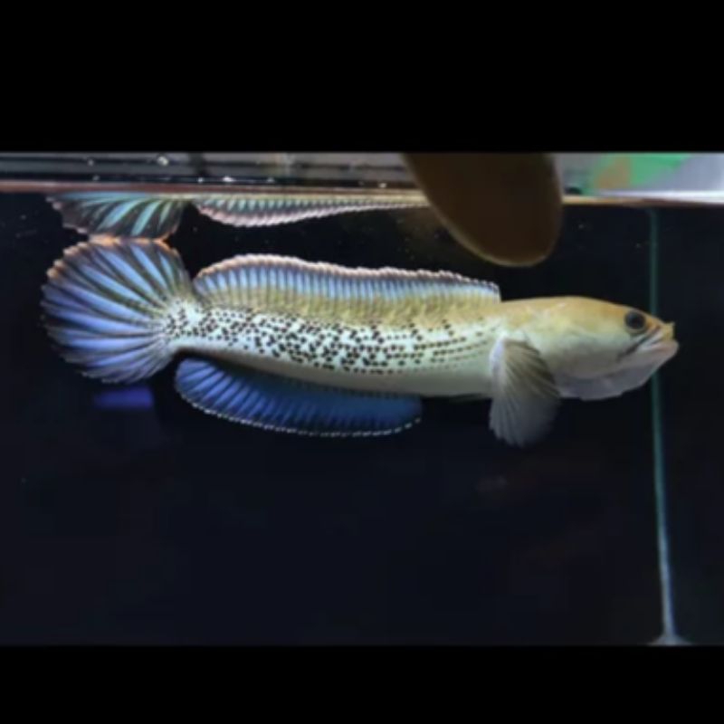 Channa Stewarti Karbi