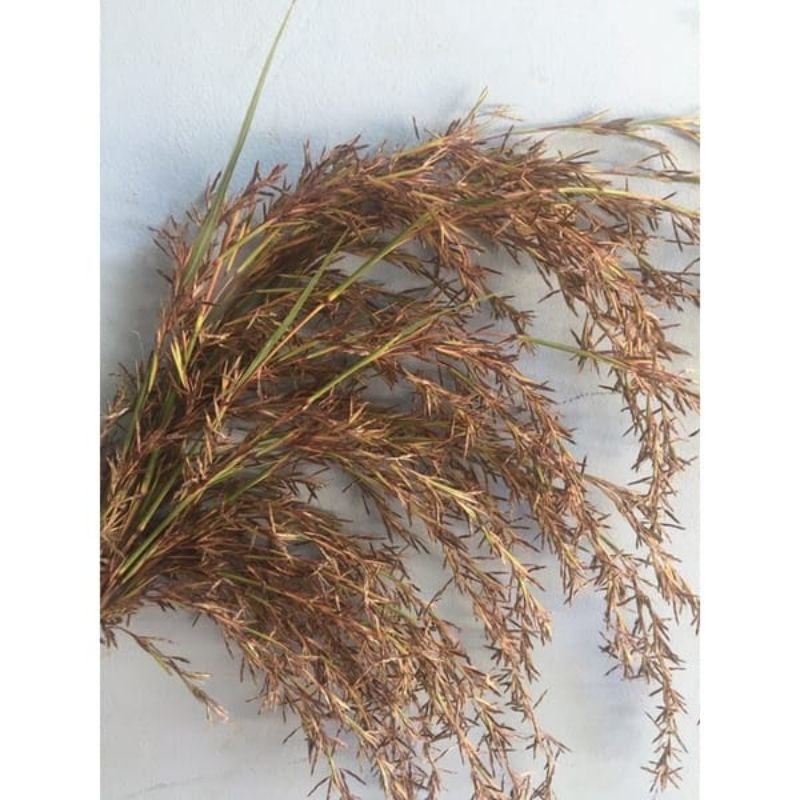 Bunga Sereh Merah Bunga Serai Alami Per ikat Kembang Sereh Wangi