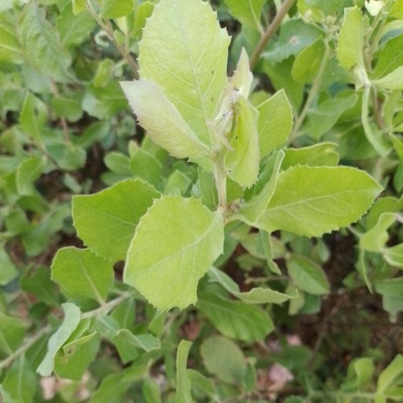 

Daun beluntas/ daun Luntas Langsung Petik