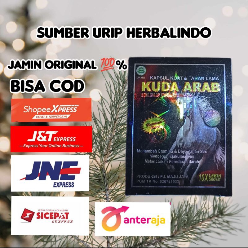 kuda arab original dimensi kuda liar