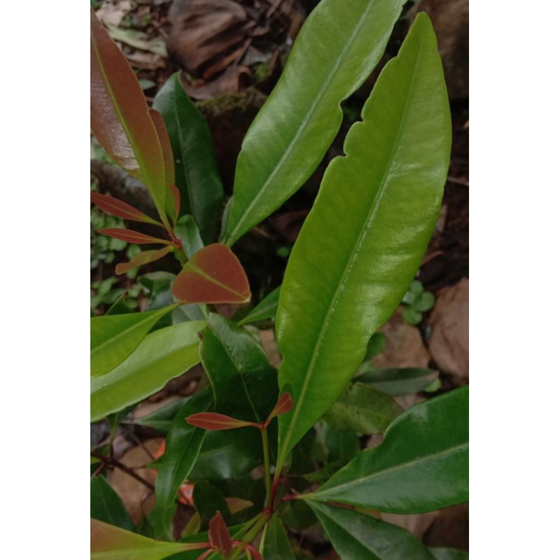 

Daun Cengkeh Segar Murah 250gram