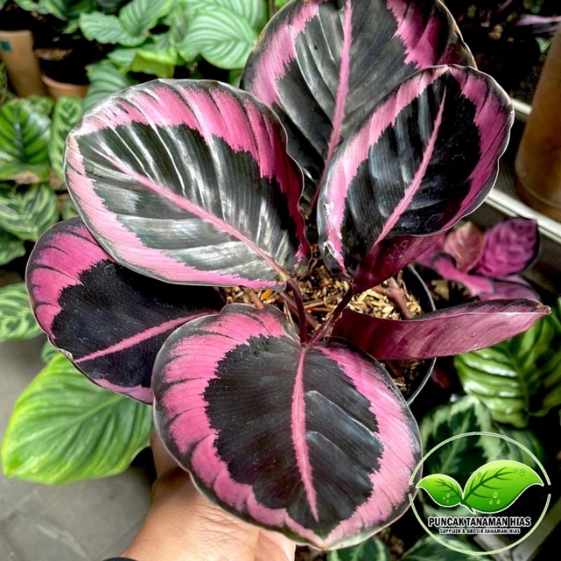 Calathea pink jesy - Calathea pink jesi - Pink jessy