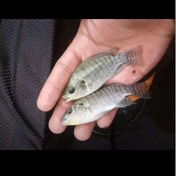 BIBIT IKAN  NILA HITAM 2 JARI Mujaer nila hitam sehat berkwalitas