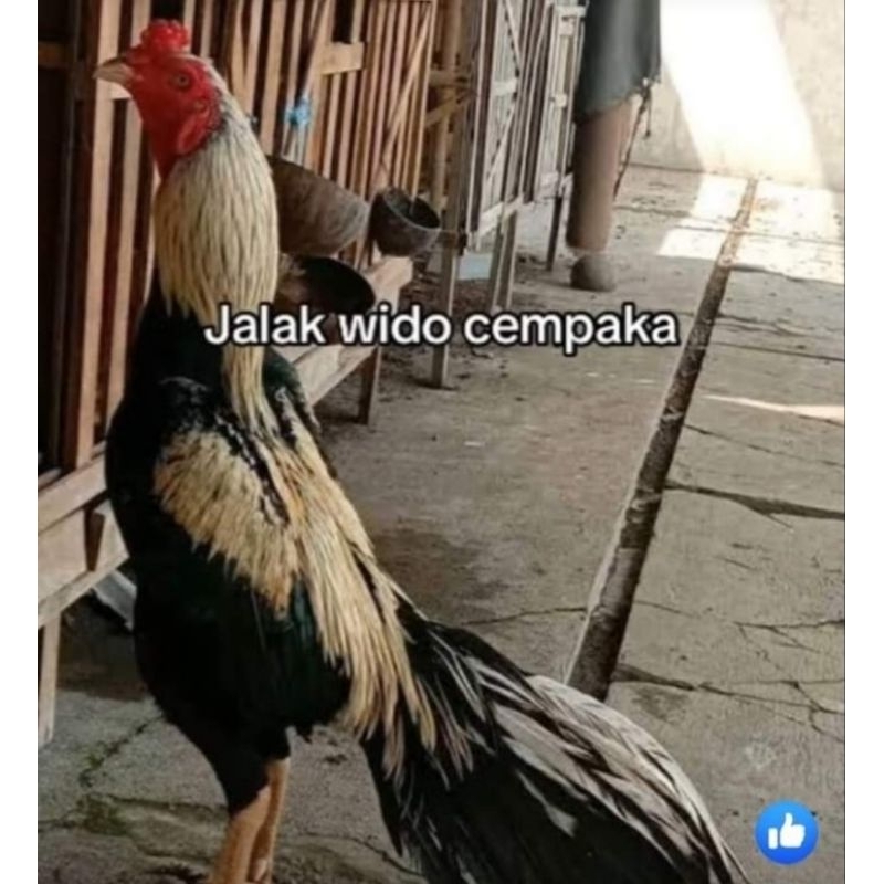 

TELUR AYAM BANGKOK JALAK WIDO CEMPAKA SIAP DI TETASKAN
