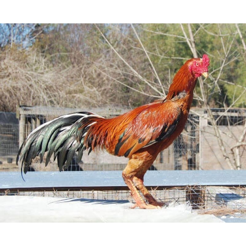 

TELUR AYAM PLUCKER SIAP DI TETASKAN