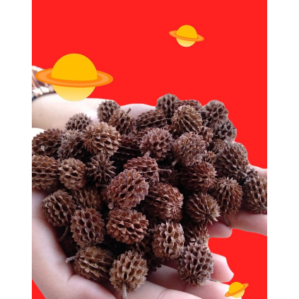 KOMPLITBunga Kering Rustic Bunga Kering Hiasan Parcel Bunga Kering Hiasan Kamar Bunga Kering Hiasan 